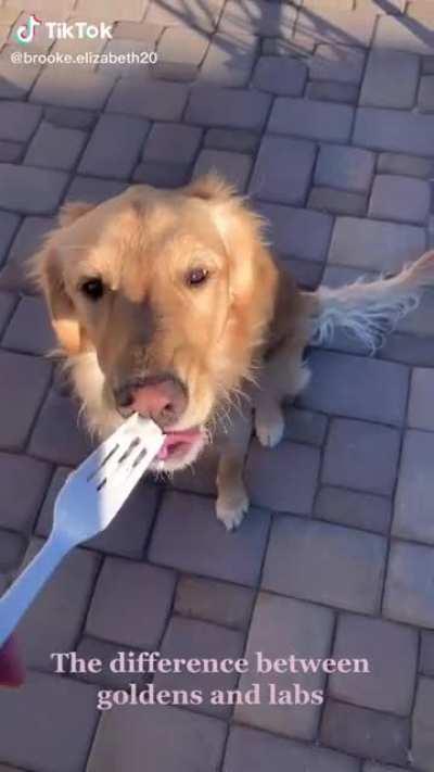 Difference between goldens and labs