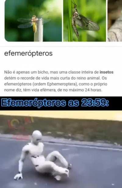 F efemeropteros