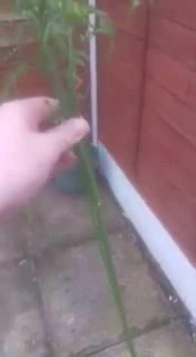 Prize carrot I've been resisting pulling up for weeks