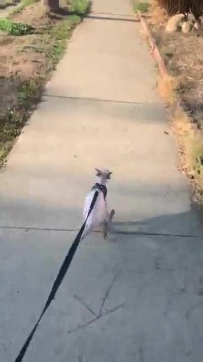 Bagel and I went for a 