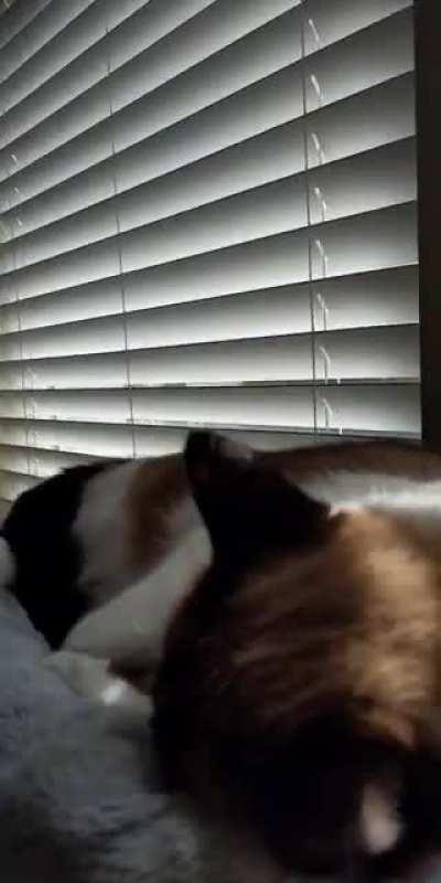 A VERY impressive activation from Aria (plus extra)