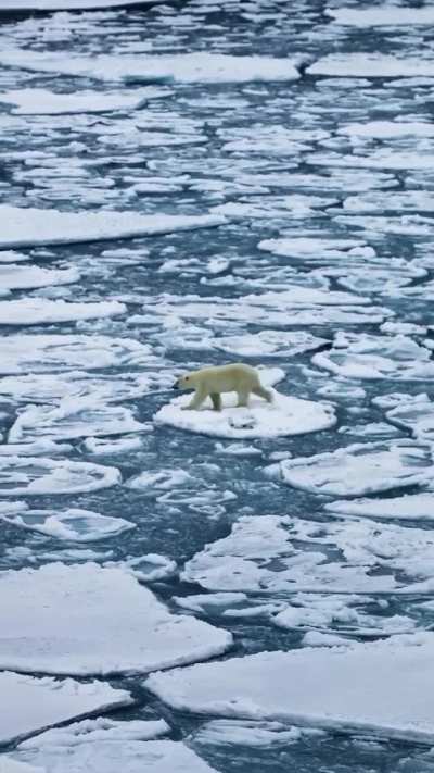 Massive swells dwarf a Polar Bear as it crosses the frigid waters