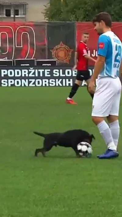 When you get nutmeged by a dog, you know it's time to go home