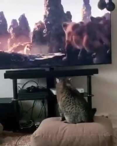 Look out simba, I'm gonna back you up!