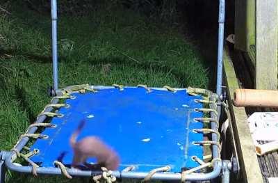This little stoat discovering a trampoline for the first time