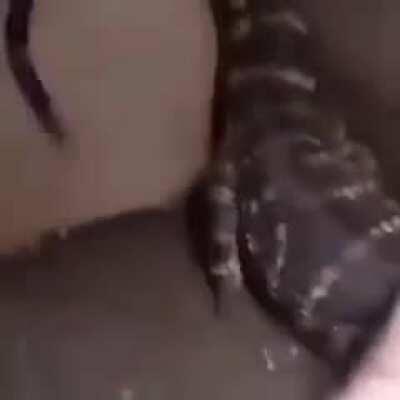 Hoje é domingo, saia do Reddit e vá brincar com seu pet.