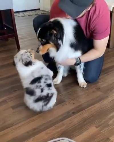 This is so adorable.