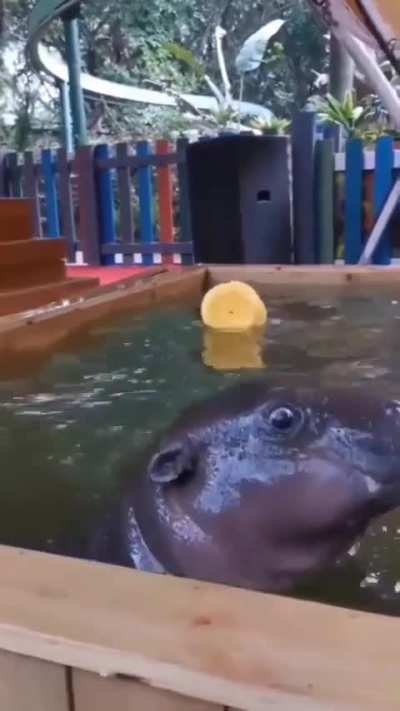 These Baby Hippos taking a bath