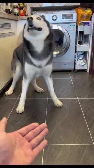 Это была попытка дать лапу