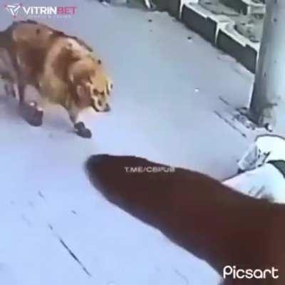 A cat falls on man's head. man passes out. a dog with red shoes comes to check on him and then starts fighting with the cat. Guess the country.