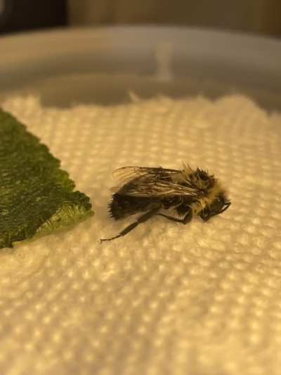 Helping or Harming Cold Bee?