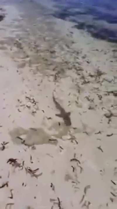 8ft barracuda tries to eat shark