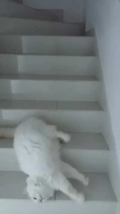 Lazy cat slides down the stairs