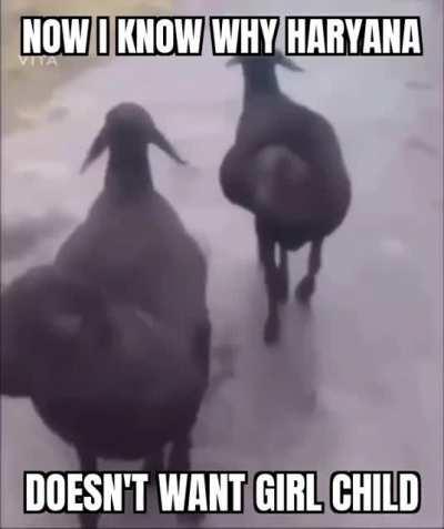 म्हारी बकरियां छोरियां से कम हैं के