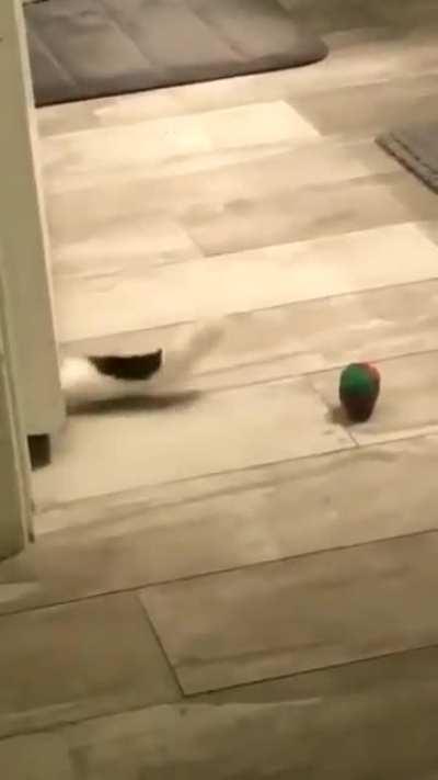 Why are they so crazy lol I love them