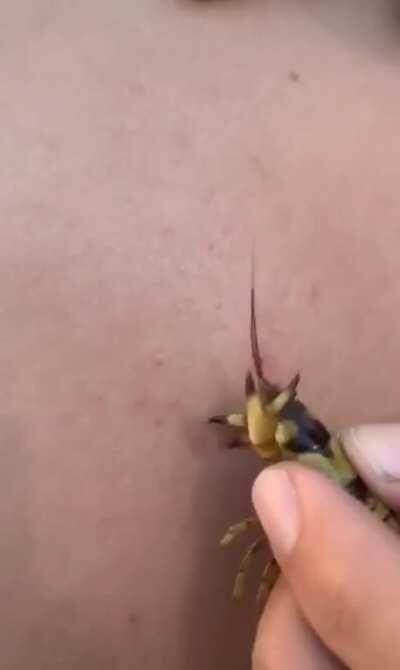HMB While I Pop This Pimple With a Crawfish.