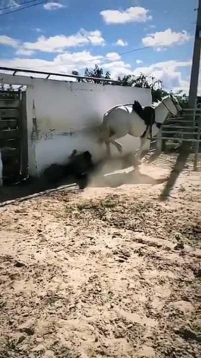 To ride a Horse