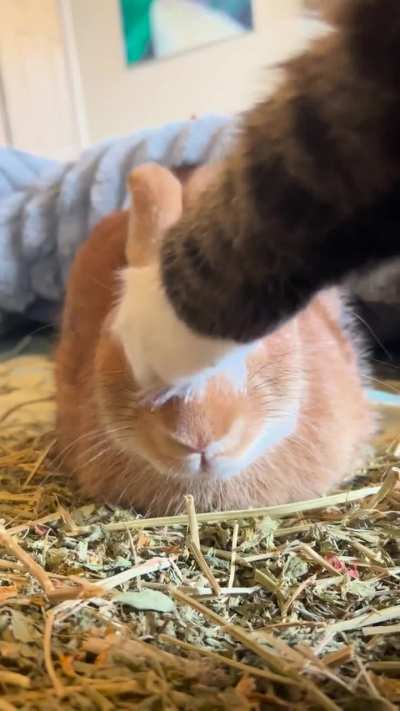 Best friend bun