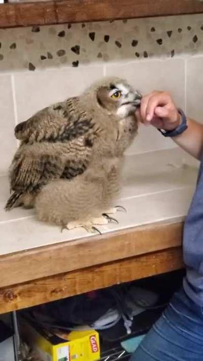 Got to meet a superbowl(let). If you told me this was a muppet, i would believe you.