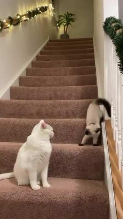 What are you? I must attack!