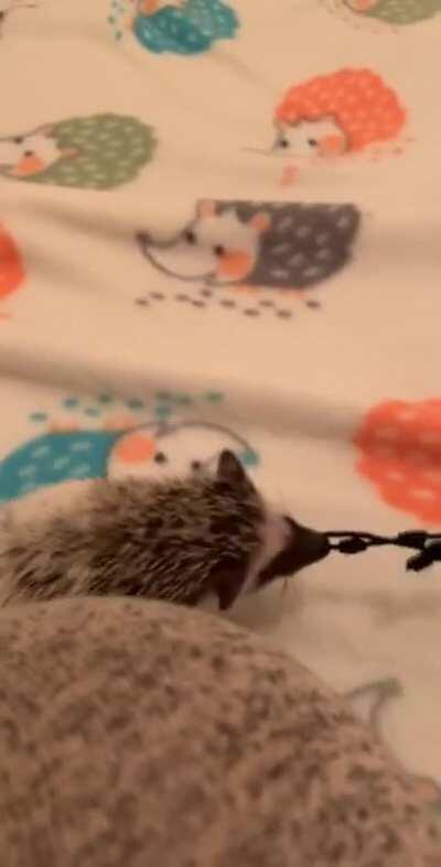 I think I have a dog instead of a hedgehog