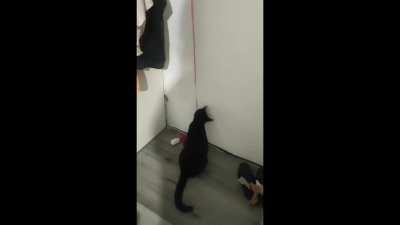 Self-startles are the best-startles