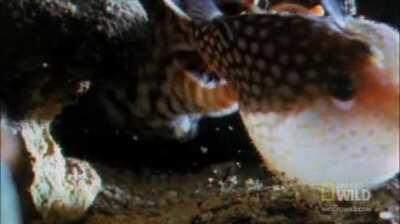 Pufferfish vs Moray Eel