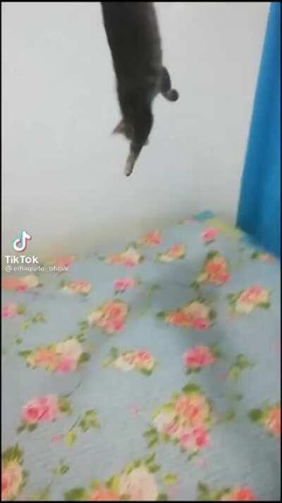 Gato truco 😎👌🐈‍⬛