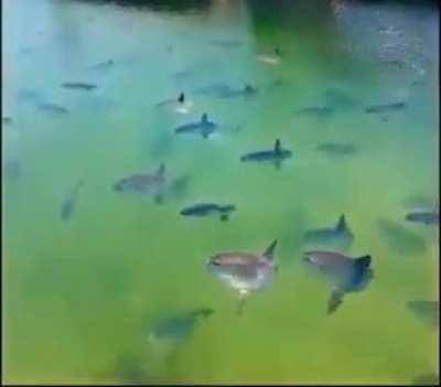 A large school of juvenile ocean sunfish in Monterey Bay's Breakwater Cove, California