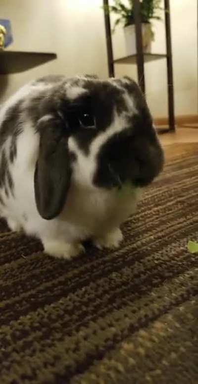 The princess Ren having some night cilantro