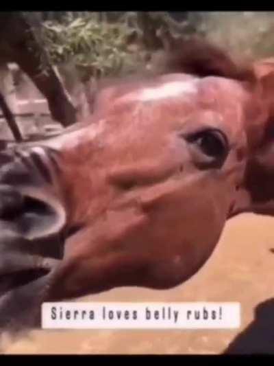 Dreamybull horseð´ðð