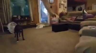 This dog deserves an award