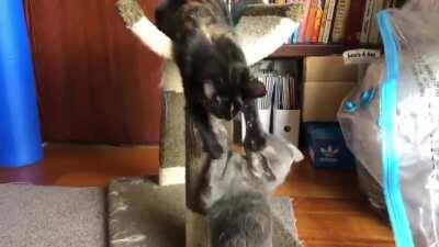 My kitten sisters playfighting, with some glorious murder mittens on display