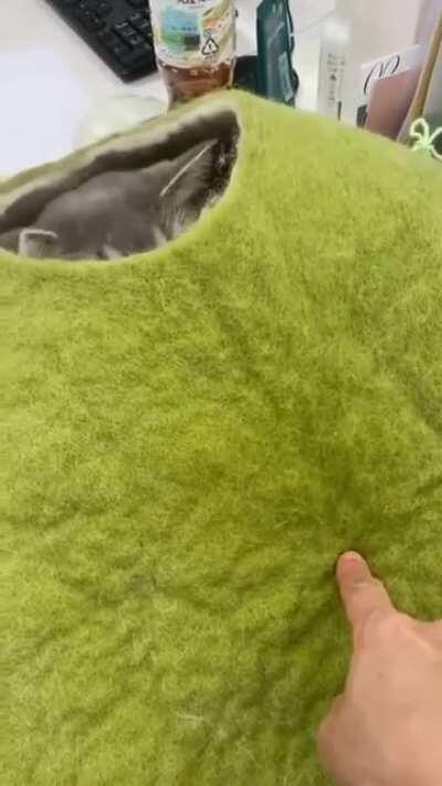 What kind of pea is this?!