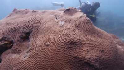 Koh Tao underwater clean up dive, May 2021 - thanks to Big Blue for the free dive!