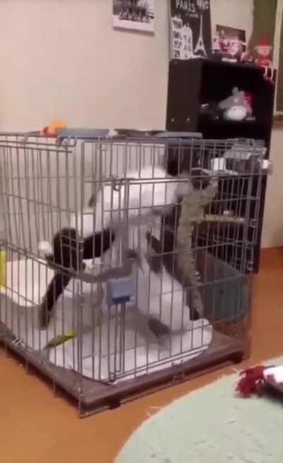 Not sure this is a healthy way to treat cats.