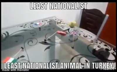 🇹🇷🇹🇷🇹🇷🇹🇷🇹🇷🇹🇷