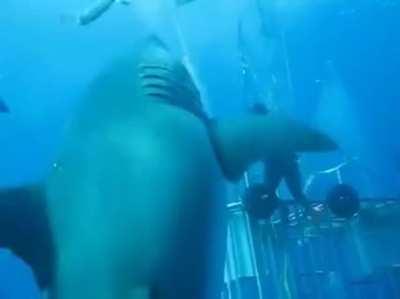 The largest Great White Shark ever recorded