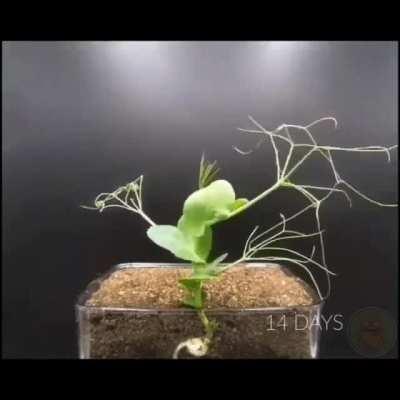 Гороховая крипотища