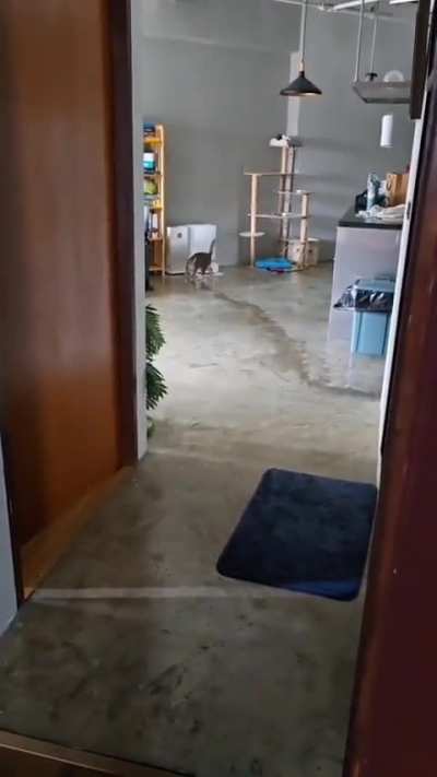 Toph may be blind, but plays fetch better than any of my seeing cats