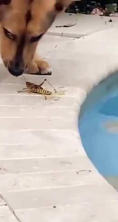 Psycho dog drowns innocent grasshopper
