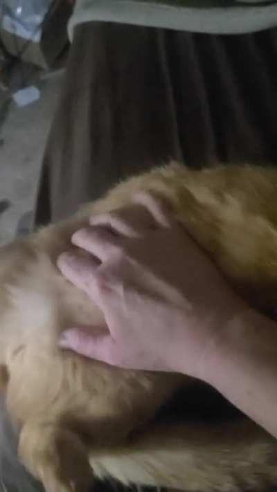 Soryte nn belly rubs = big stretch