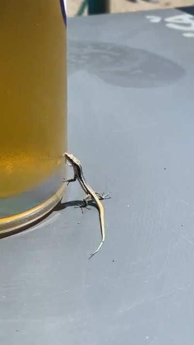 Just a lizard who wanted to get drunk with me in Madeira