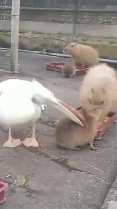 To eat a capybara
