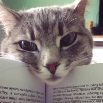 Why study when you could stare at me??