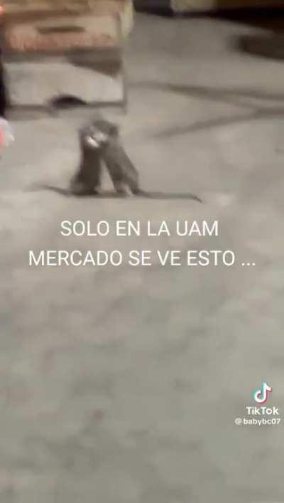 Laven bien las Frutas y verduras (ah, verdad que tampoco hay agua jajjaajj)