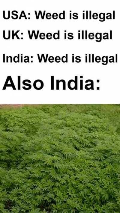 It is illegal, but it grows naturally in the Northen states.