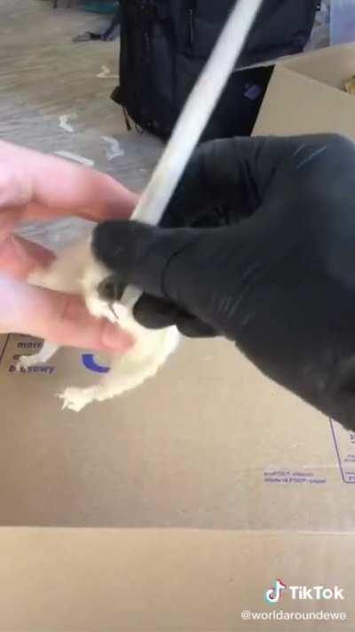 Found on TikTok, don’t scream at me