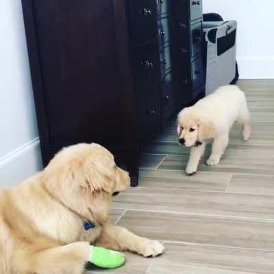 DogGifs. There must be a cat in the house he learned this from.