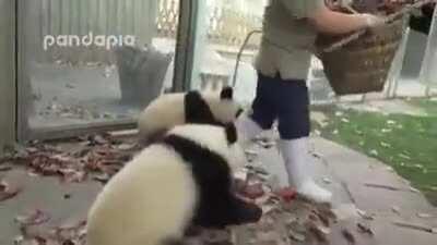 The struggle of a panda zookeeper